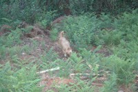 /album/galeria-de-fotos/dsc-0387-jpg/