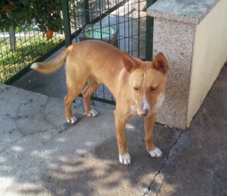 Macho podengo liso medio com lop. de nome Joca