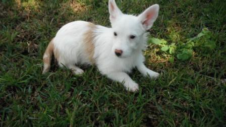 Podenga Pequena de Pelo Cerdoso  de nome Bianca 