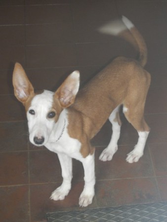 Podenga media de pelo liso  com LOP. Afixo Santa Baia 